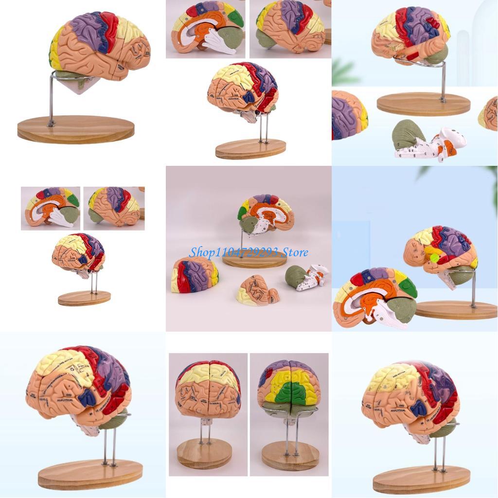 Y2GD Anatomical Human Model fo - Medical Lab And Science recension och pris