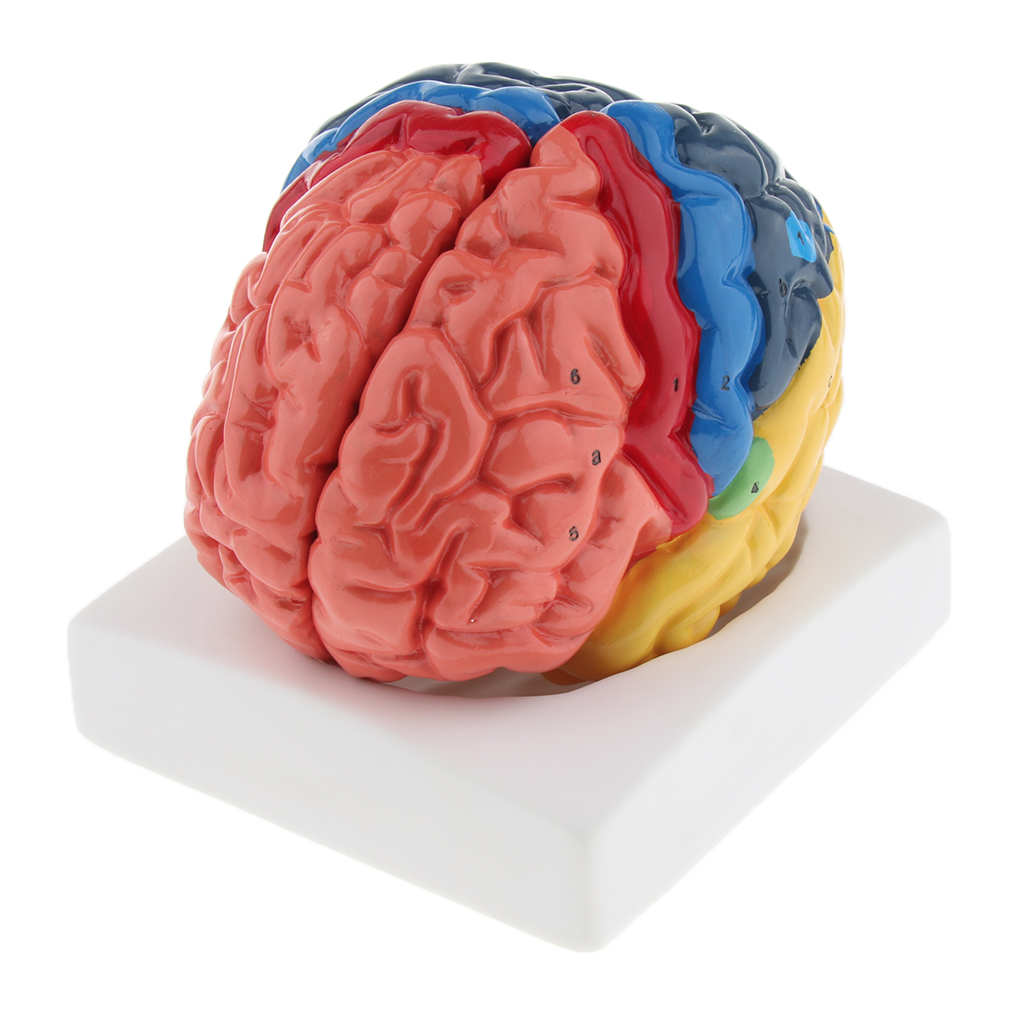 Lifesize Brain Model Realistic - Medical Lab And Science recension och pris